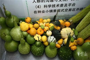 第十五屆昆明農(nóng)博會(huì)開幕啦，快收下這份逛展攻略，周末約起！