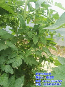 西紅柿營養(yǎng)素與素安營養(yǎng)素 農(nóng)副土特產(chǎn)品中的健康選擇